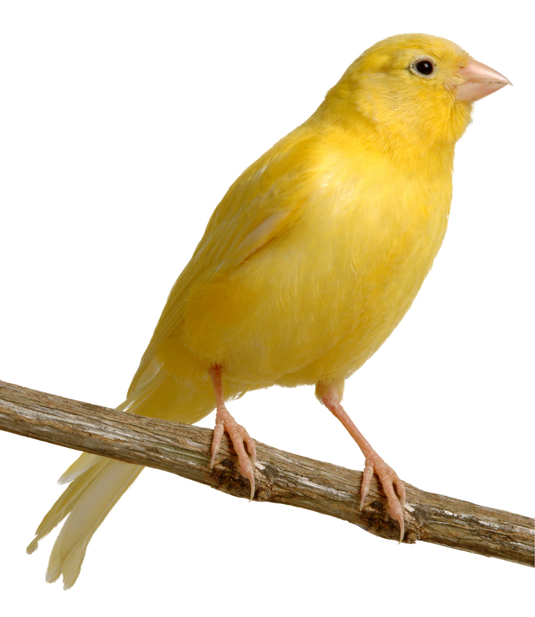 Male_ptice